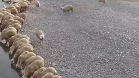 Sheep team drinking water