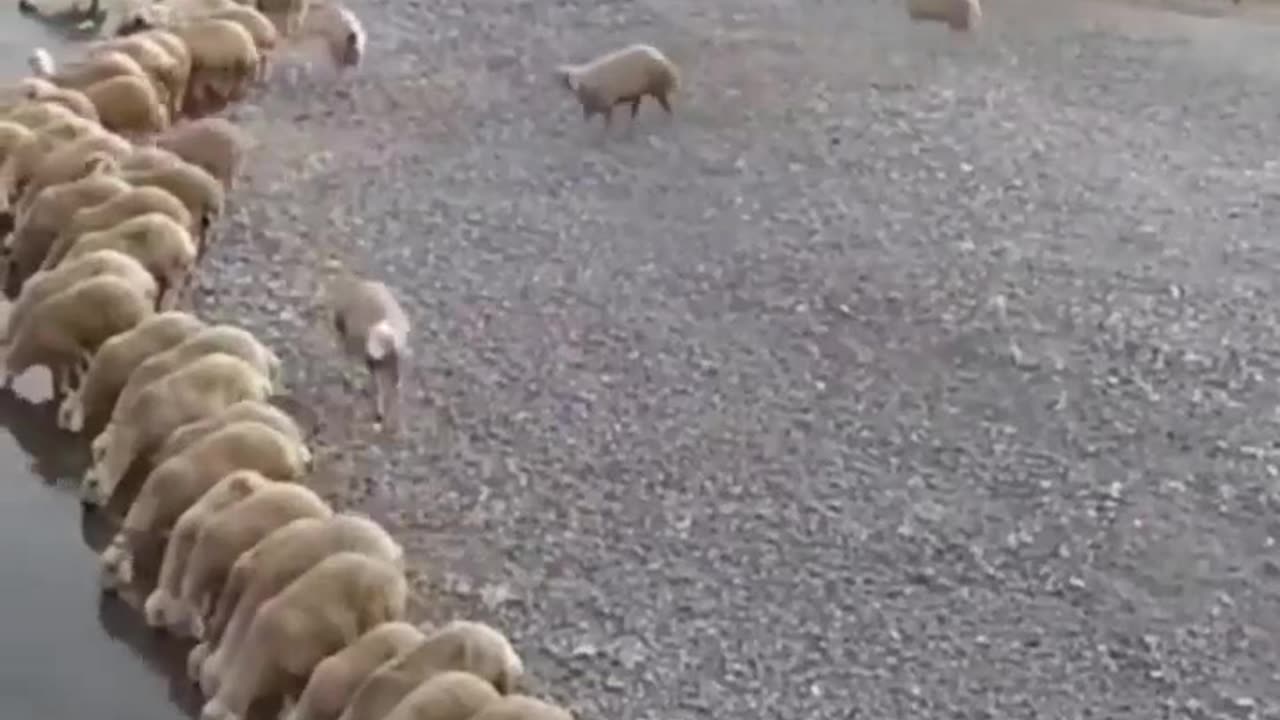 Sheep team drinking water