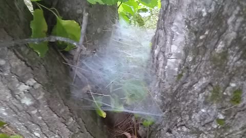 Spider Web