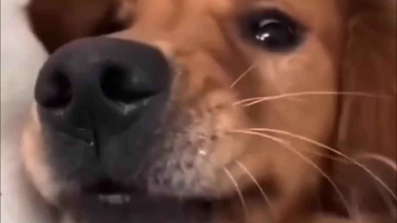 Dog funny video