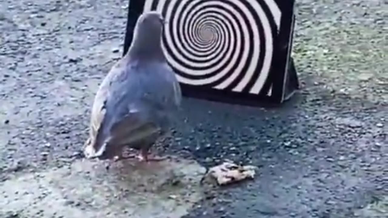 Even pigeons get hypnotized by screens. Don't we?