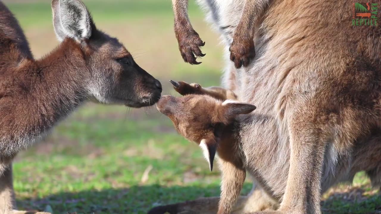 Spring Welcomes Arrival of Adorable Kangaroo Joeys | Australian Reptile Park