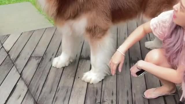 This wolf cub accidentally stepped on his mother, even though his body is really big😁