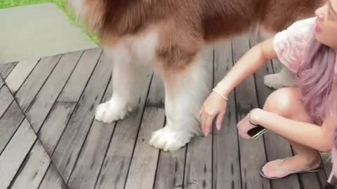 This wolf cub accidentally stepped on his mother, even though his body is really big😁