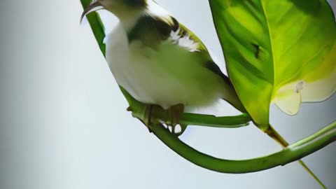 Beautiful sparrows #nature