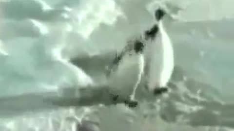 lustige pinguin/ funny penguins