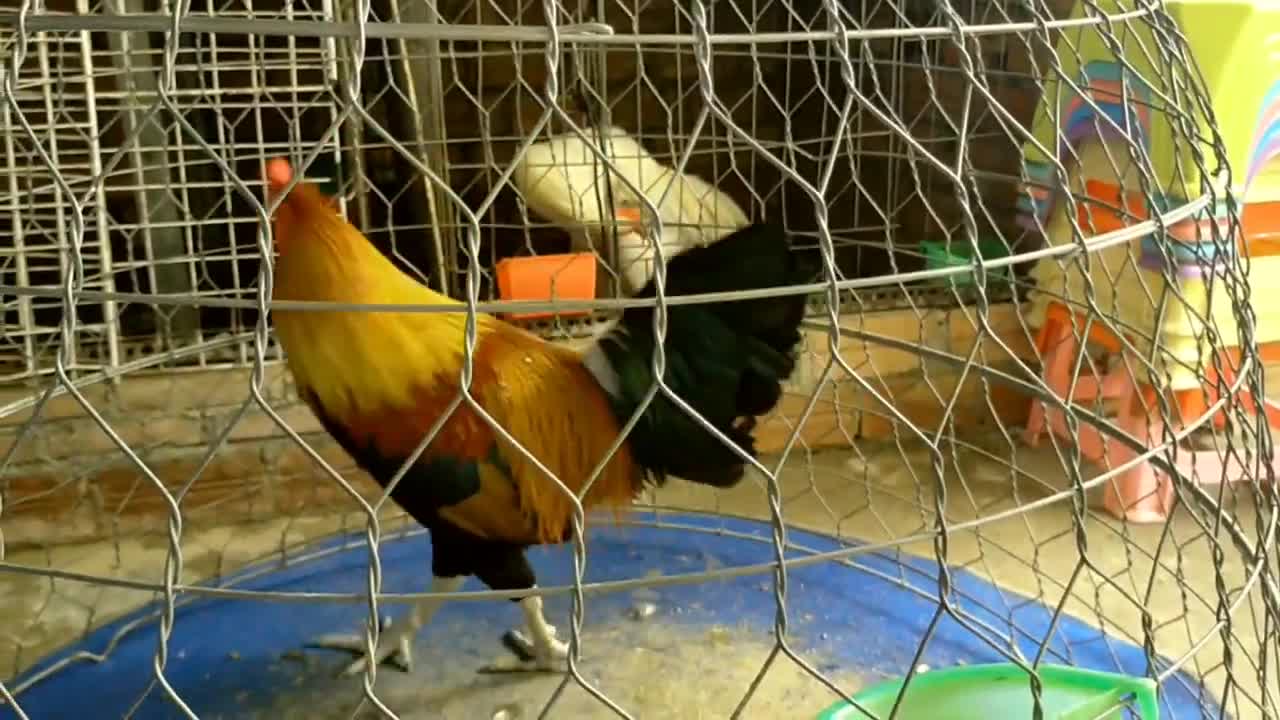 My rooster and hen in the farm (part11)