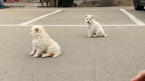 So cute dog