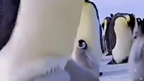 ANTARCTICAN EMPEROR!PENGUIN BABY HIDES IN THE EMPEROR PENGUIN FATHERS NURSERY BAG TO KEEPWARM#SHORTS