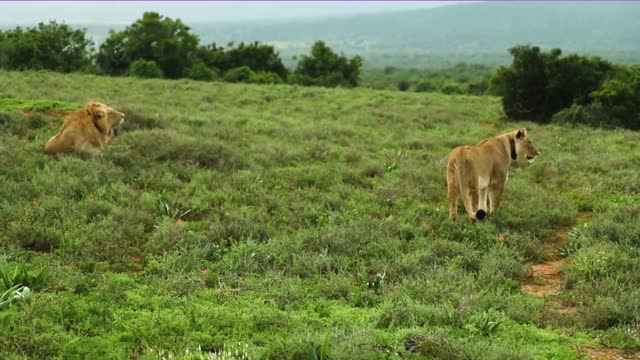 10 Fascinating Facts About Animal Intelligence