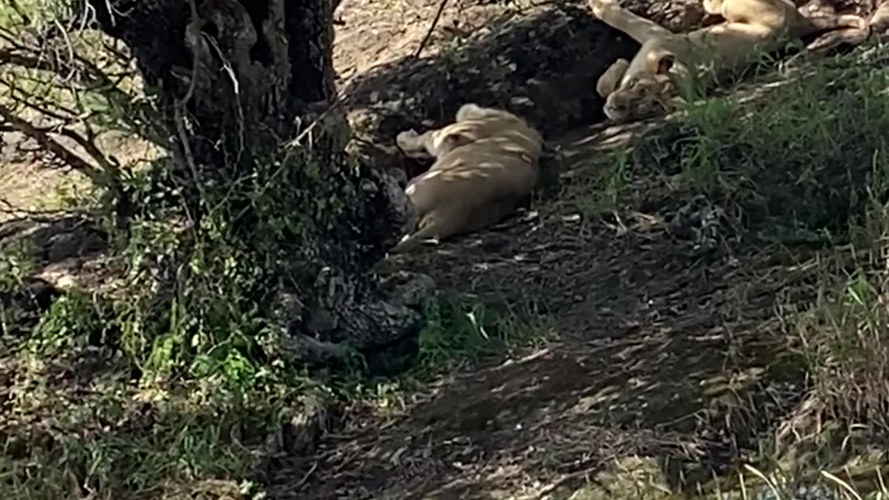 Lions of Gir