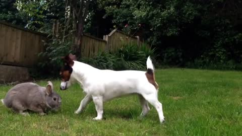 Jack Russell Playing with Rabbit