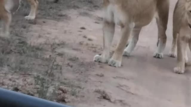 Mhangeni Pride Looking for a Prey and Walking Past Photographer’s Car