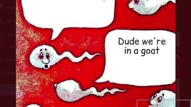 Where The Talibizzles Gizzles Goes