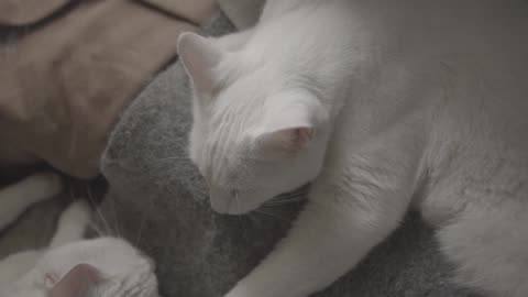 Cat-Sleep-White-Cat-Pet ||❤Animals Lover❤||