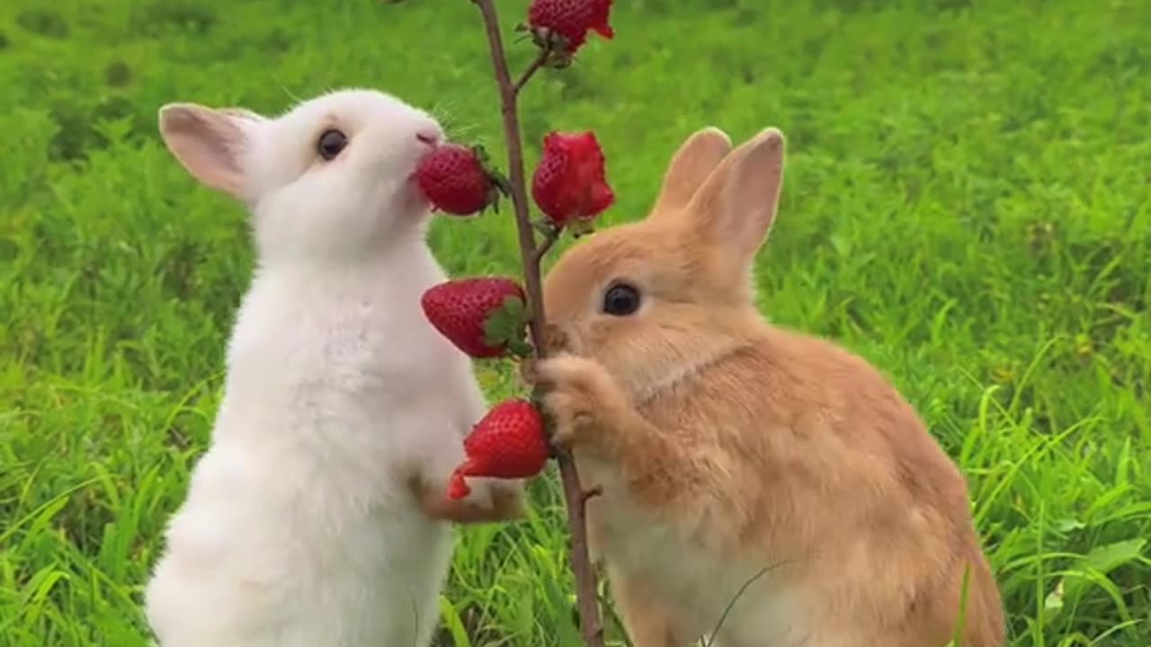 Cute Adorable Rabbit