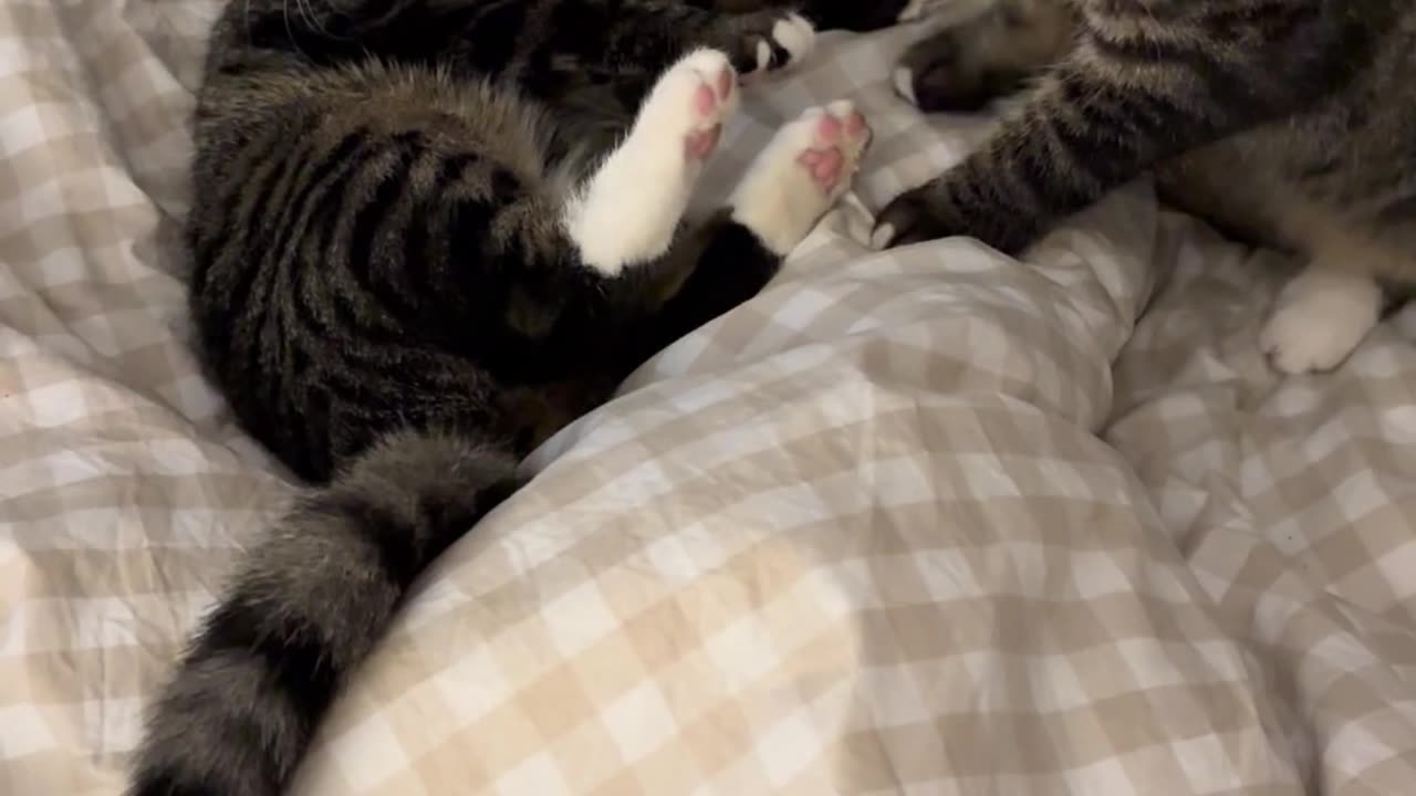 8 month old sibling kittens playing HARD