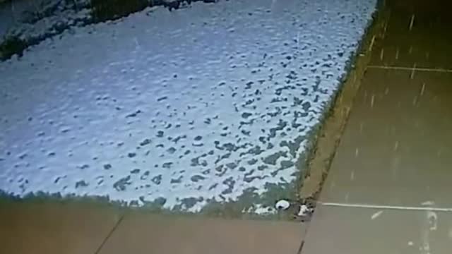 Bear cub takes a break to catch snow flakes