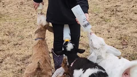 How many goats can you bottle feed at one time?...