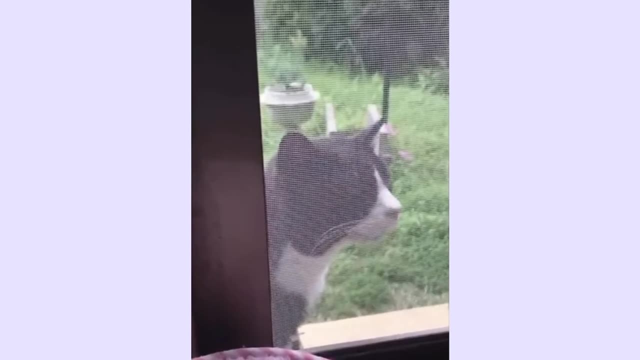 Cat sings along with piano music