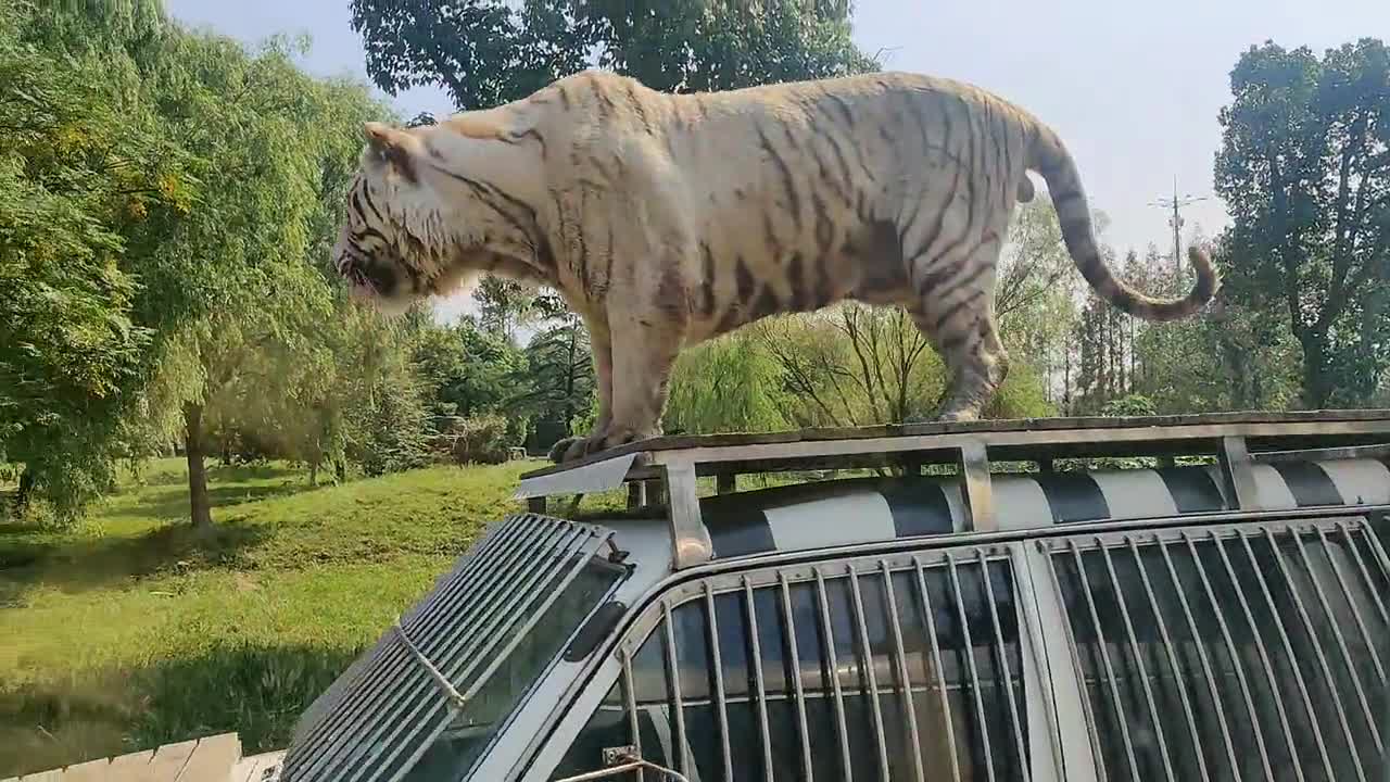I thought it was safe to play in the car