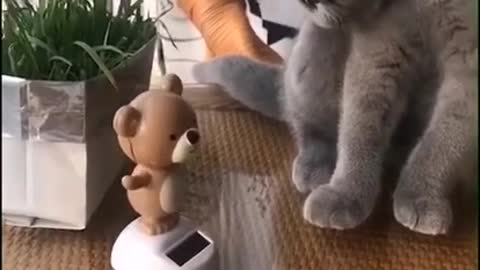 Baby cat video