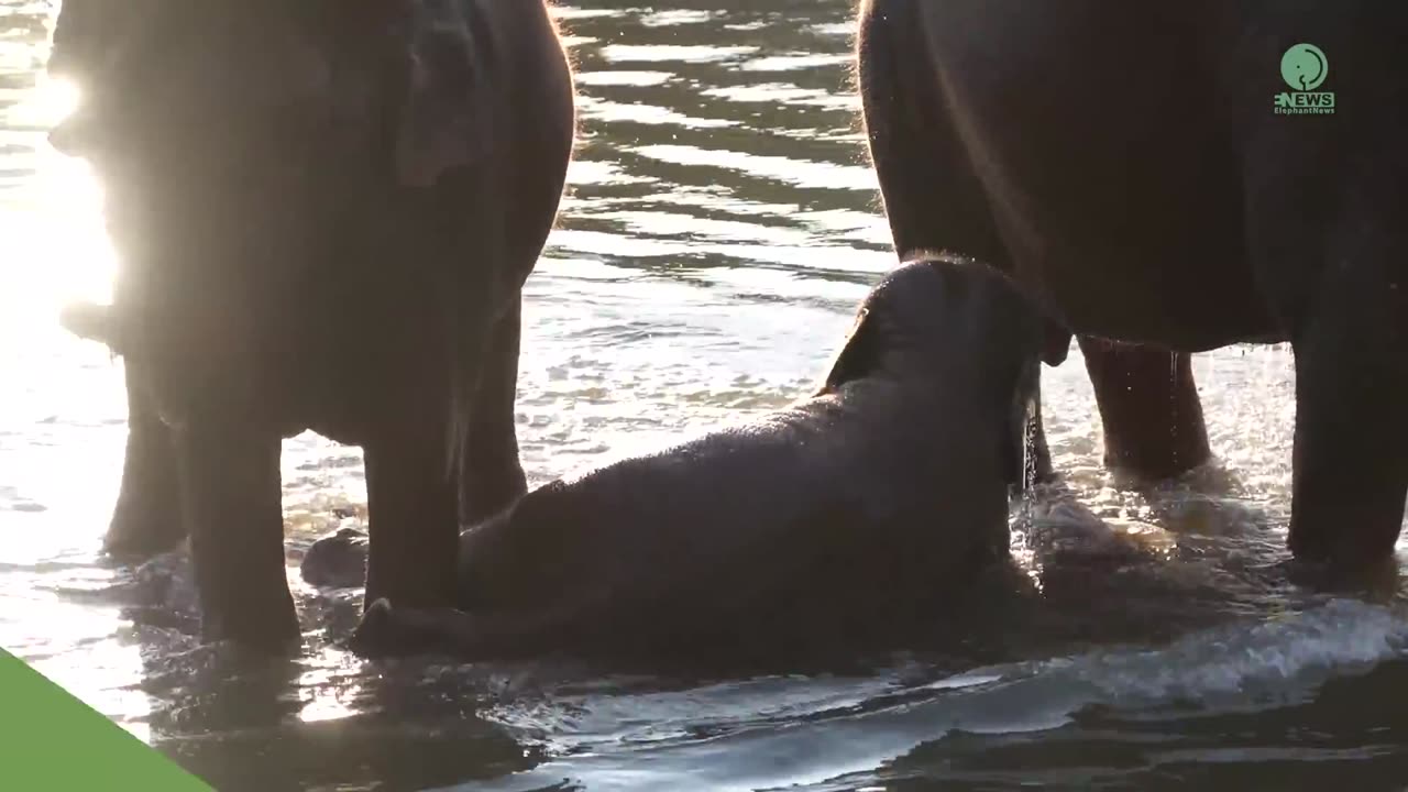 Baby Elephant Playing