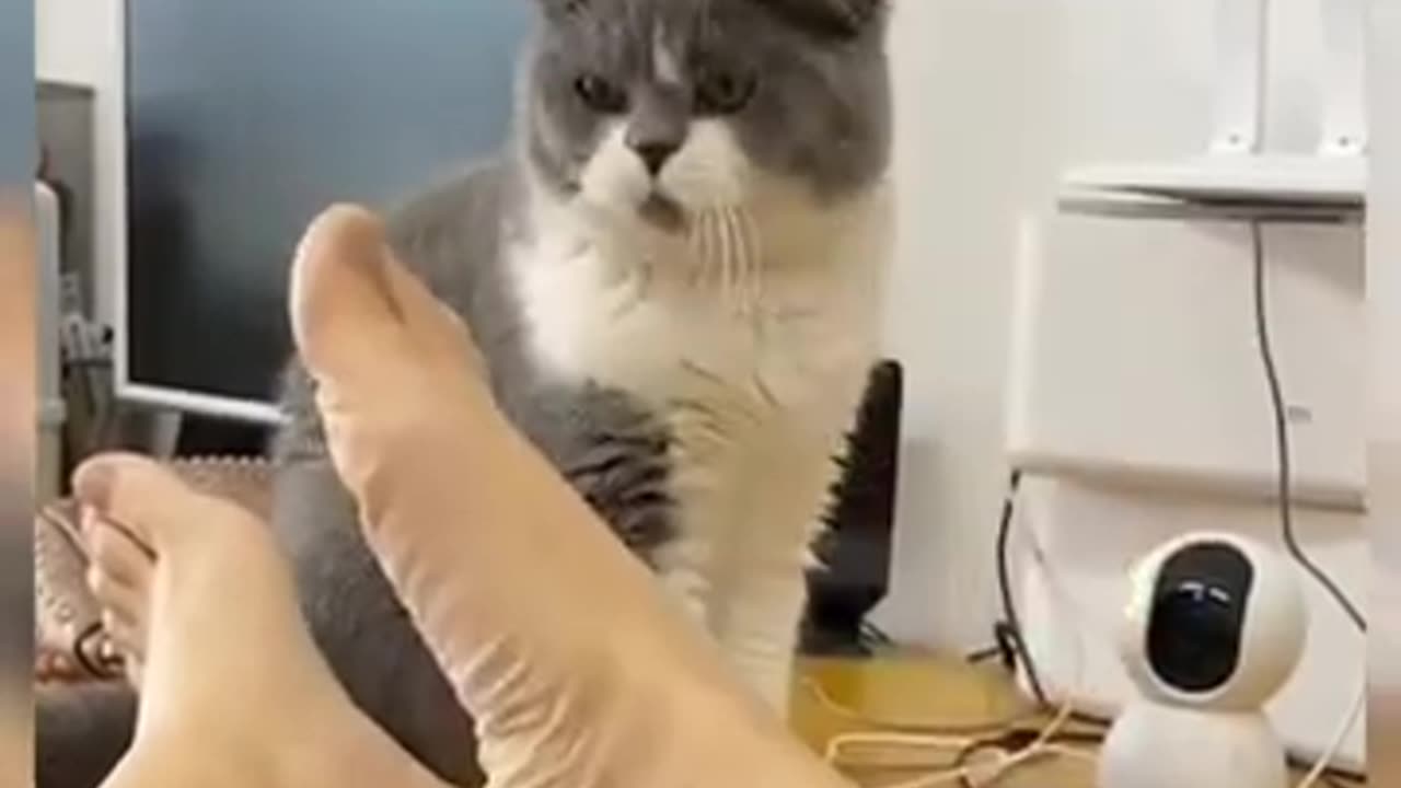 Funny cutest cat videos