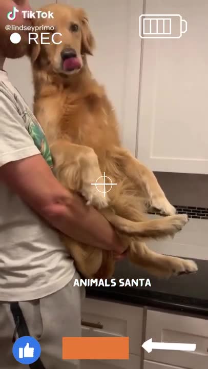 cute golden retriever, You can't resist this little face