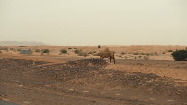 GT Adventures Shifting Sands