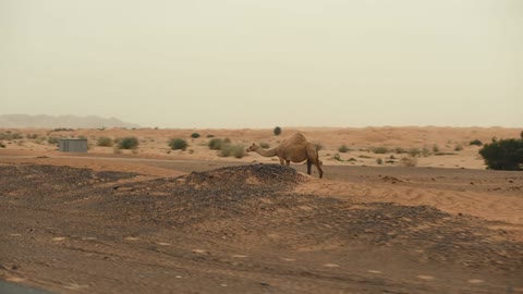 GT Adventures Shifting Sands