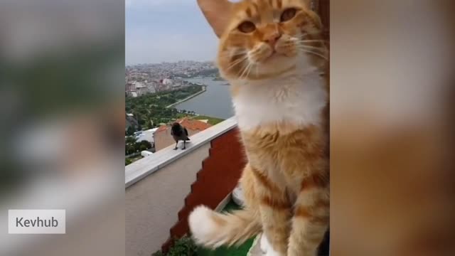 Most Satisfying Cat Video 😱🤣 - Funny Animals Video