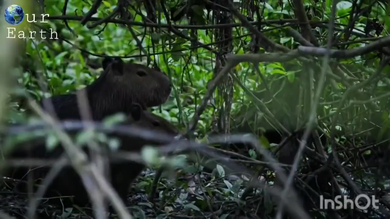 Wild Amazon Wildlife In Hindi | Full Episode | Hindi Language Documentary .