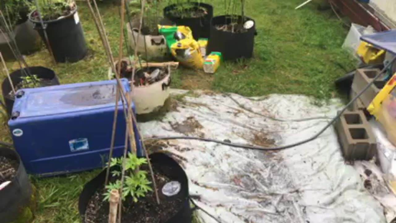 Chickens home to roost p final Friday two shows in 24 hours!