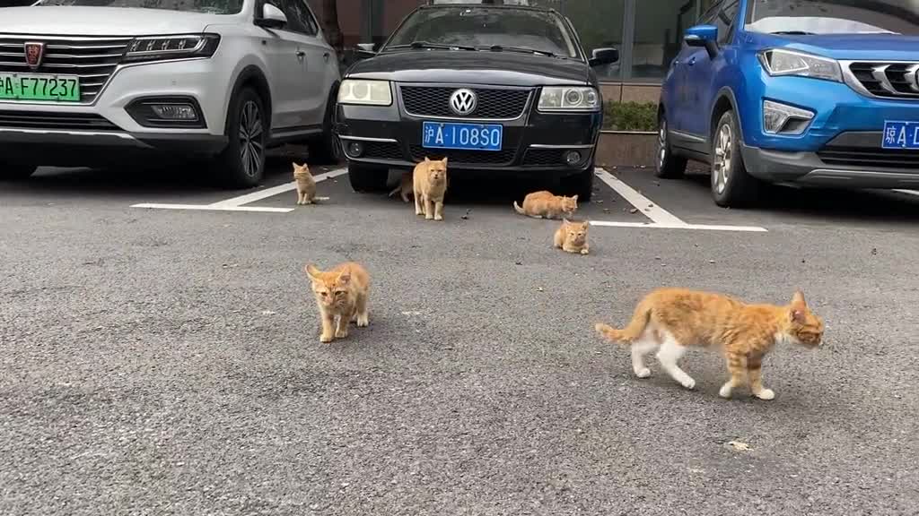 A model of cat feeding