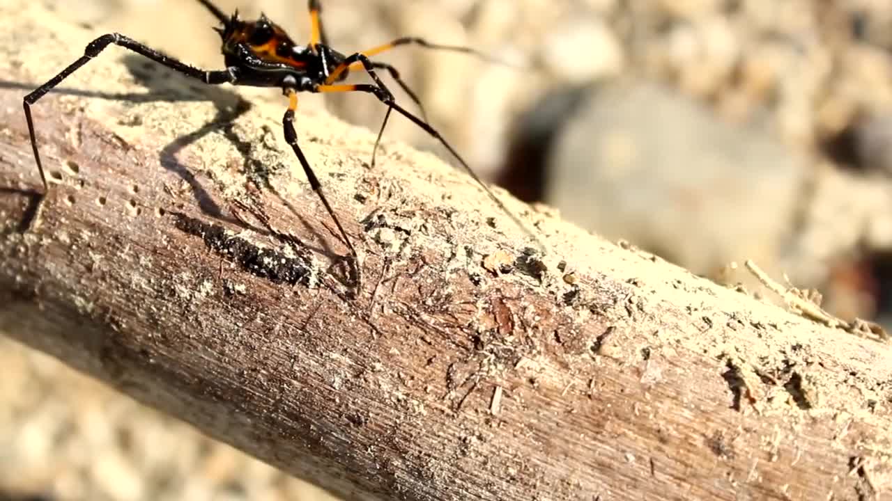 Walker spider