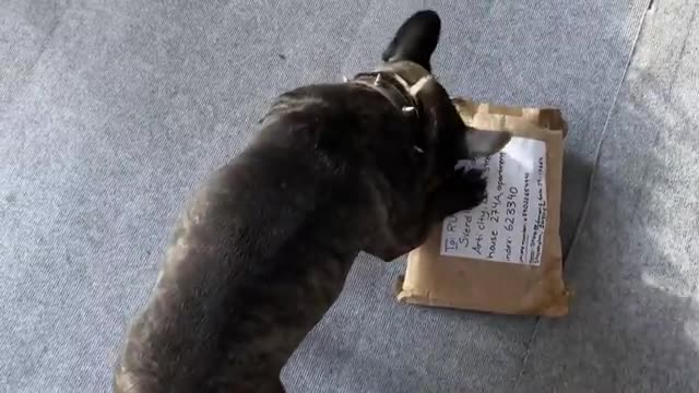 What did the subscriber send my dog?