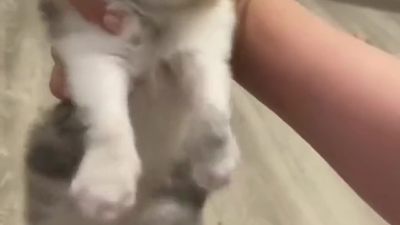 Cute kitten