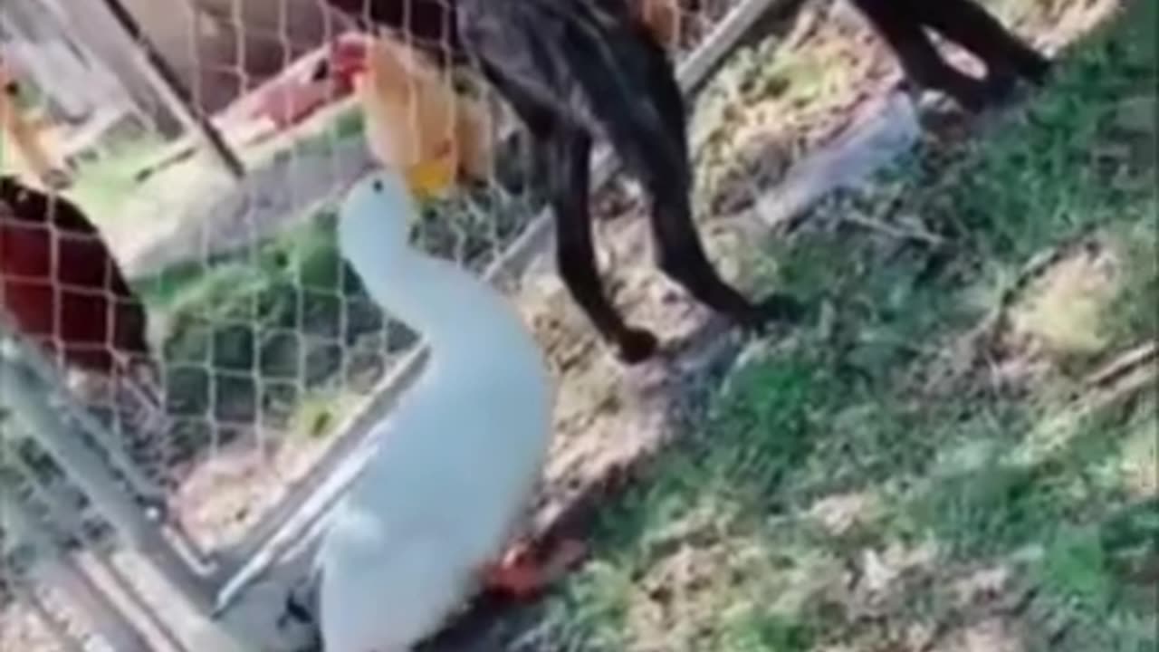 Funny 🤣😃 videos #35short#videos