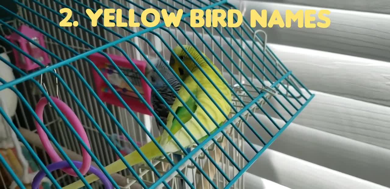 50+ Bird Name Ideas |