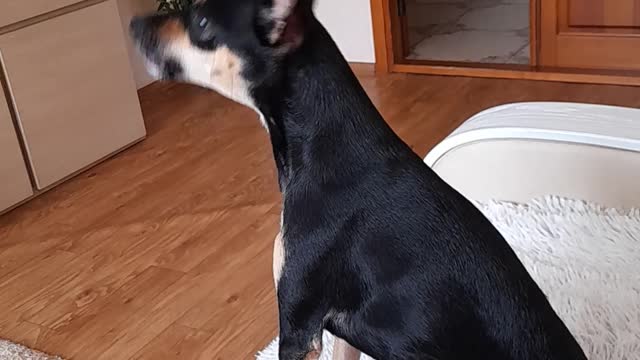 doggy song to the moon