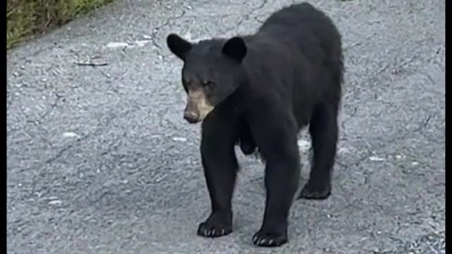 Curious Bears