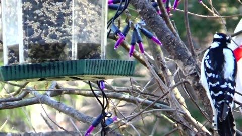 Downy Woodpecker