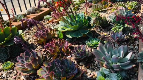 Beautiful succulents / cactus/ small garden landscaping/ succulents lover