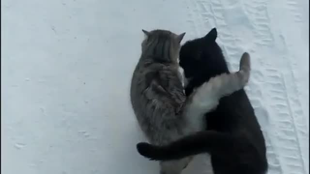 Funny Cats Video