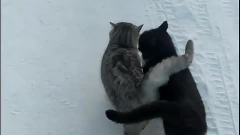 Funny Cats Video