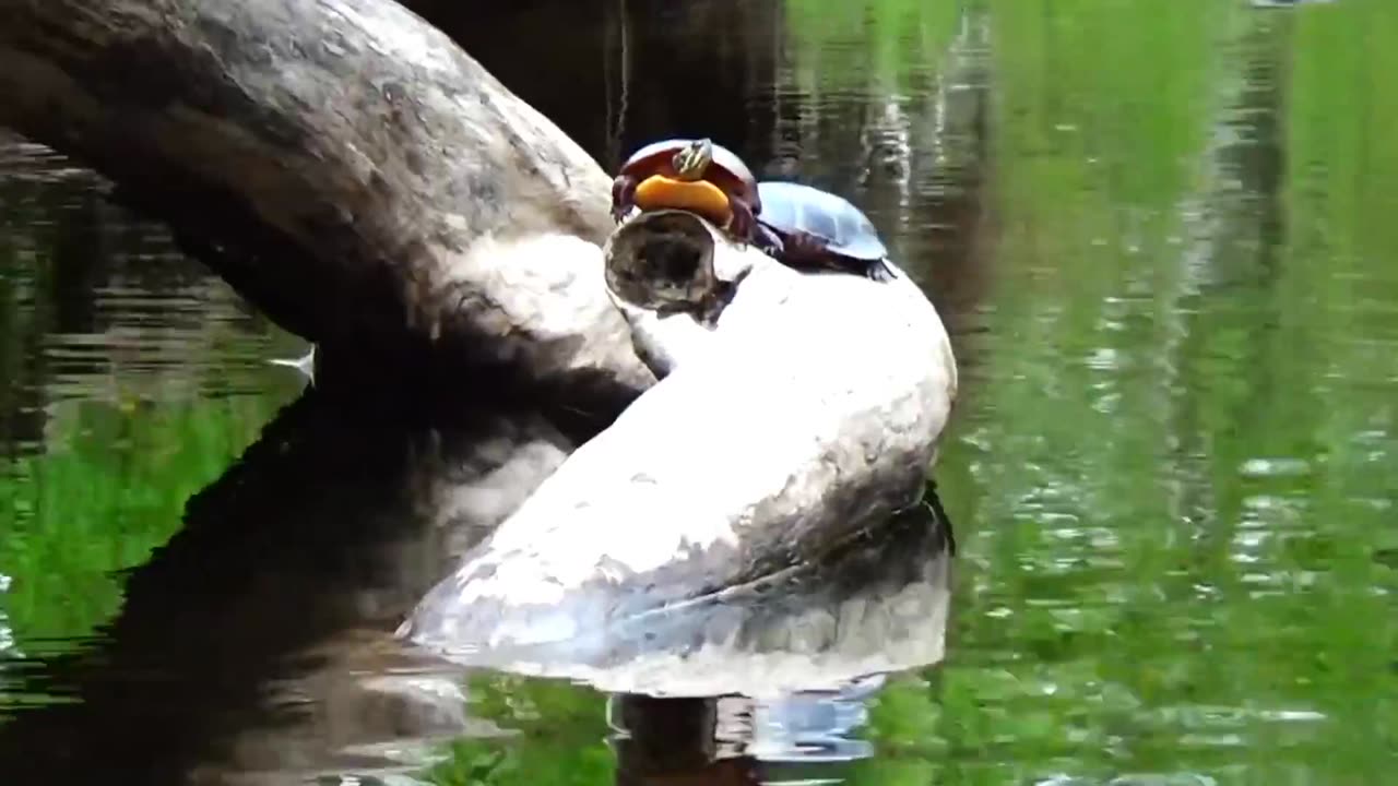 Painted Turtles