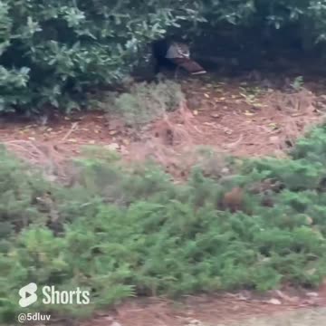 Turkey in the hood #shorts #comedy