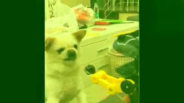 Super Dog Video