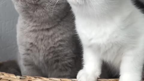 Cat attack